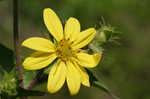 Starry rosinweed